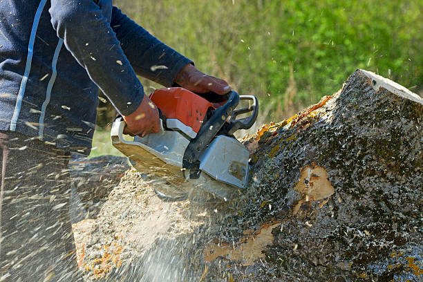 Professional Tree Services in Syracuse, IN